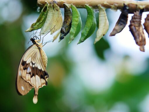 The Chrysalis