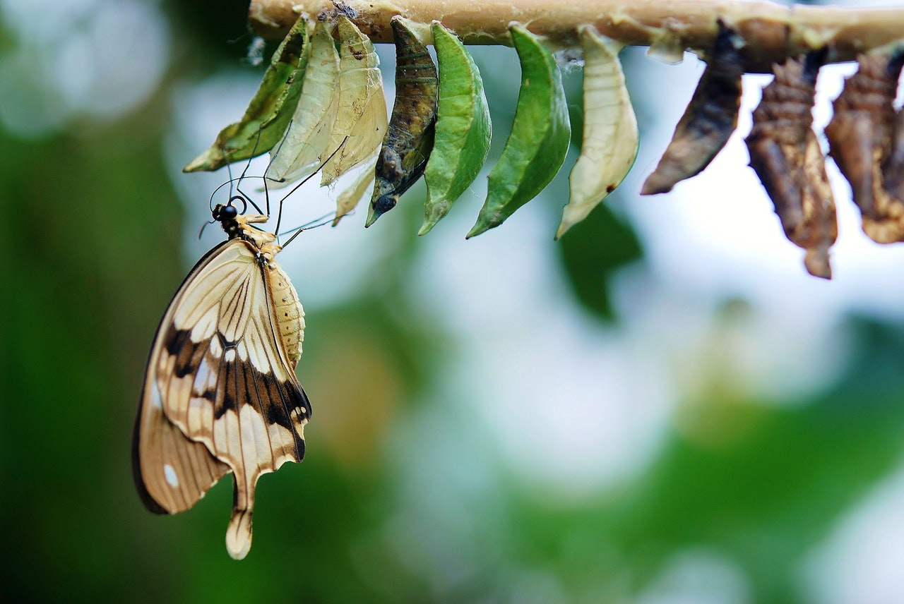 Butterfly emerges from a chrysalis