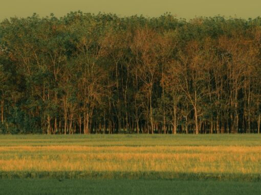 Fallow